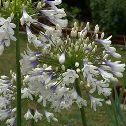 Agapanthus Enigma